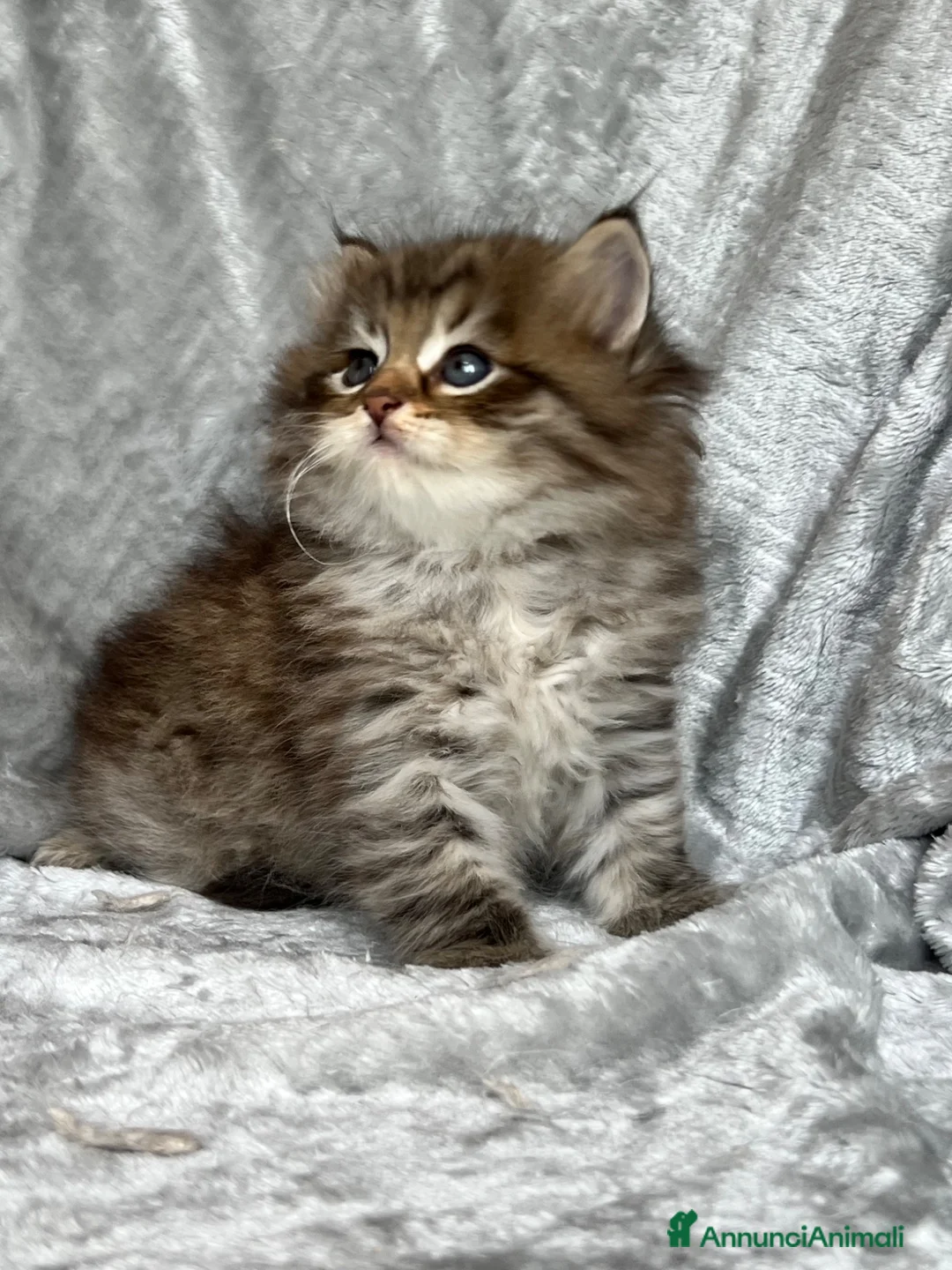 Siberiano gatti in vendita: Gattini disponibili da settembre - Annuncio 6