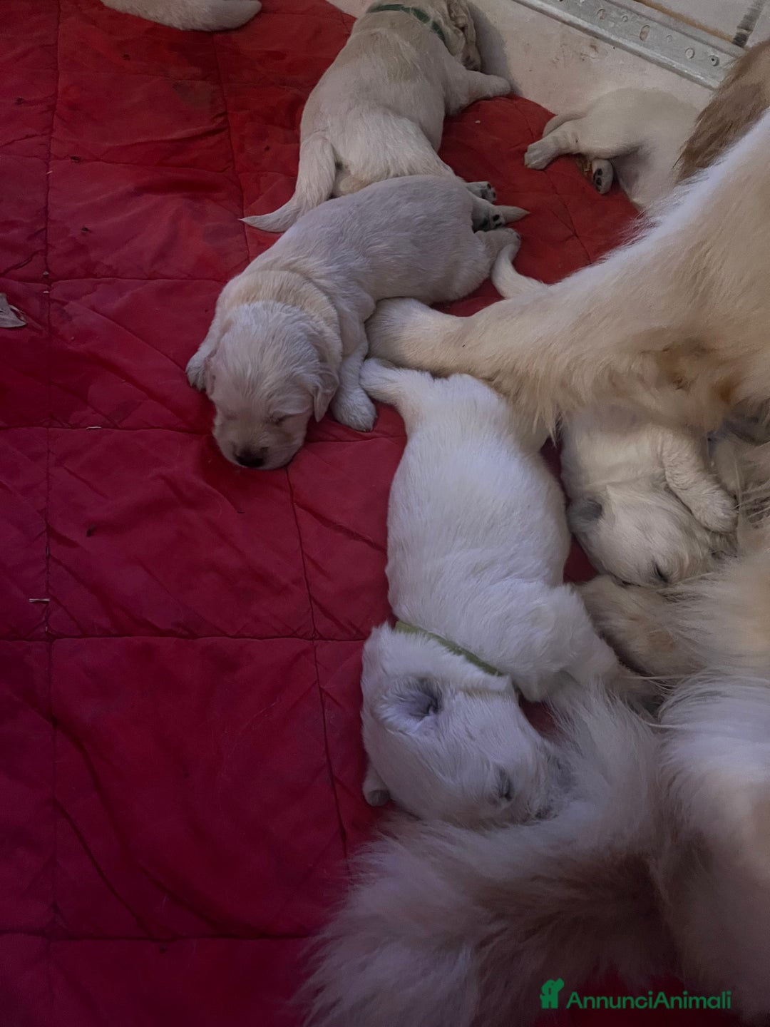 Golden Retriever cani in vendita: Cuccioli di Golden Retriever con pedigree a Provincia di Potenza - Immagine 10