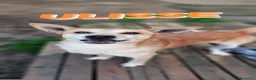 Meticcio cani in regalo: Ulisse cerca adozione del cuore nessuno lo vuole a Provincia di Imperia - Annuncio 5