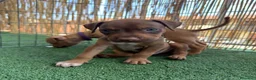 Pitbull cani in vendita: Ultimi cuccioli pitbull disponibili  - Annuncio 1