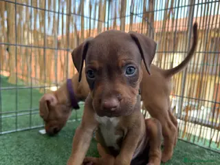 Pitbull cani Ultimi cuccioli pitbull disponibili - Annuncio 7