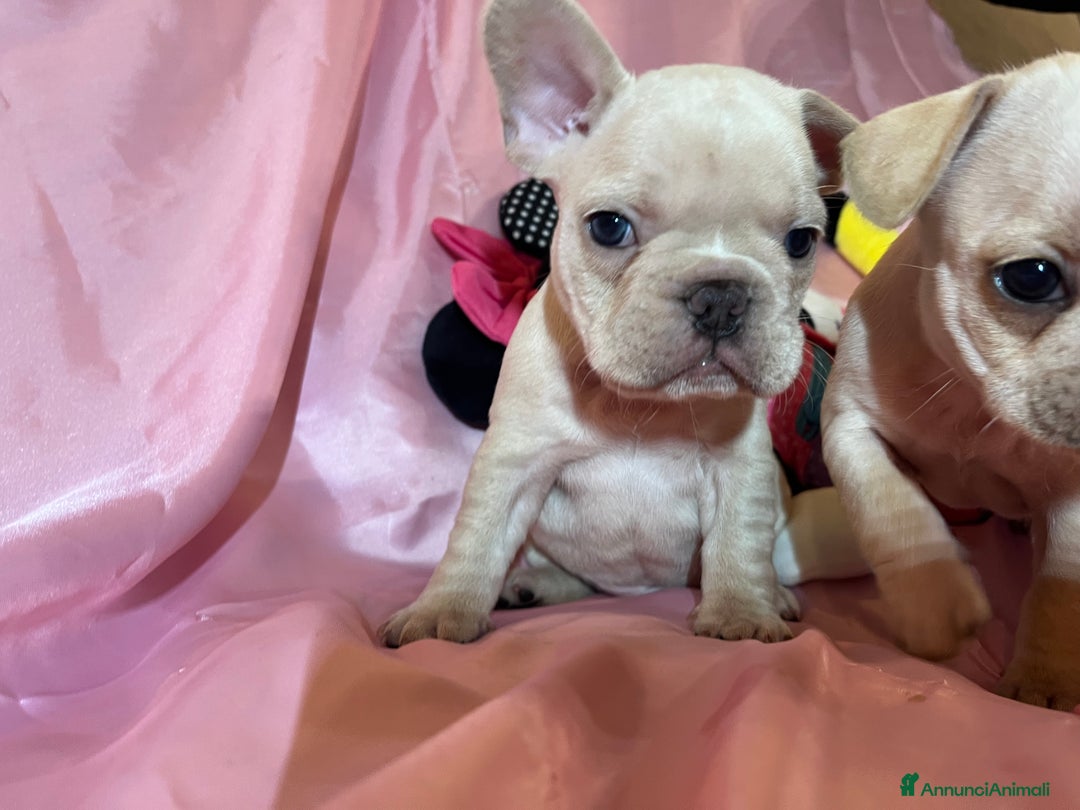 Bulldog Francese cani in vendita: Cuccioli bulldog francese esotico - Annuncio 4
