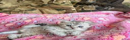 Scottish gatti in vendita: Cuccioli Scottish Fold e Straight con Pedigree - Annuncio 34