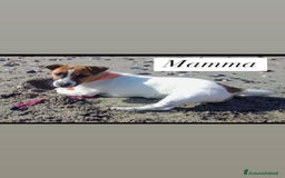 Jack Russell cani in vendita: Cedesi cuccioli di Jack Russell Terrier  a Città Metropolitana di Torino - Immagine 7