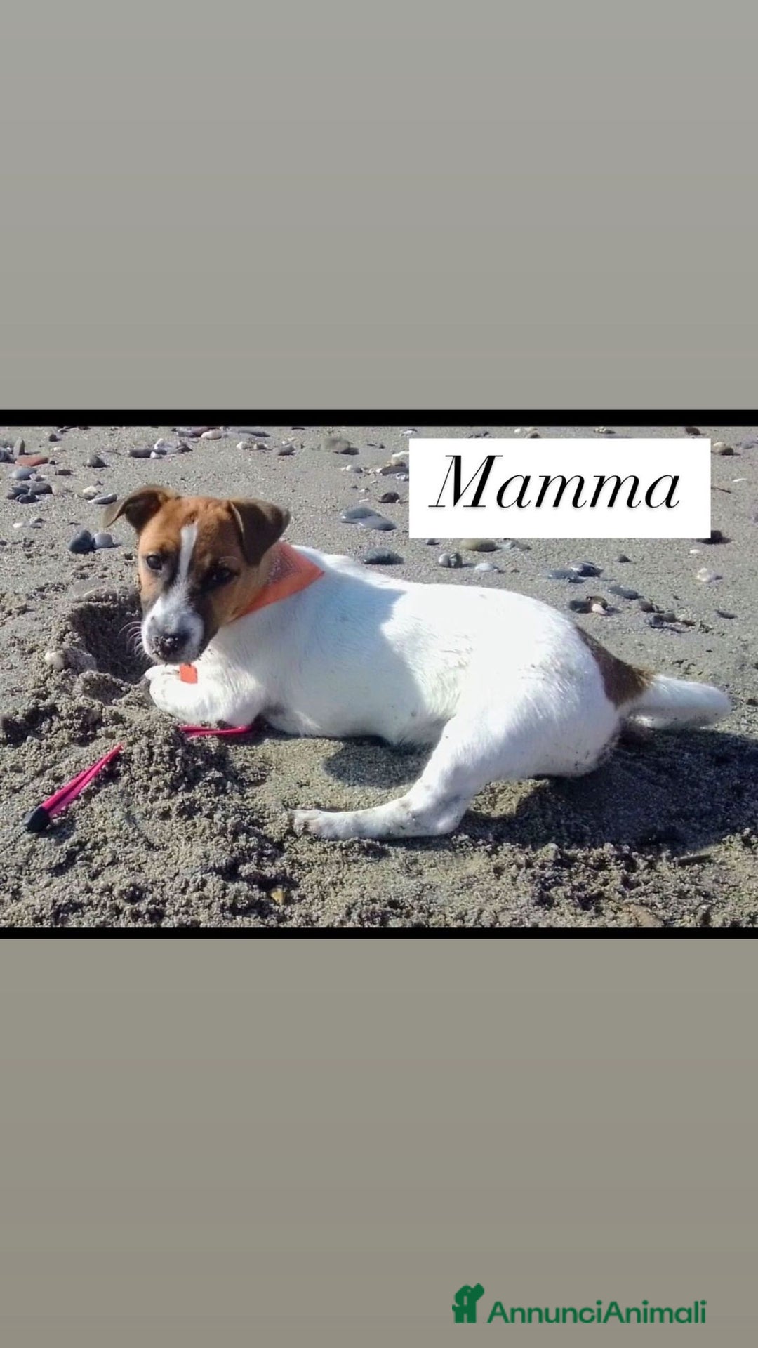Jack Russell cani in vendita: Cedesi cuccioli di Jack Russell Terrier  a Città Metropolitana di Torino - Immagine 7