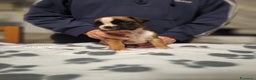 Boxer cani in vendita: Boxer cuccioli con pedigree - Annuncio 7