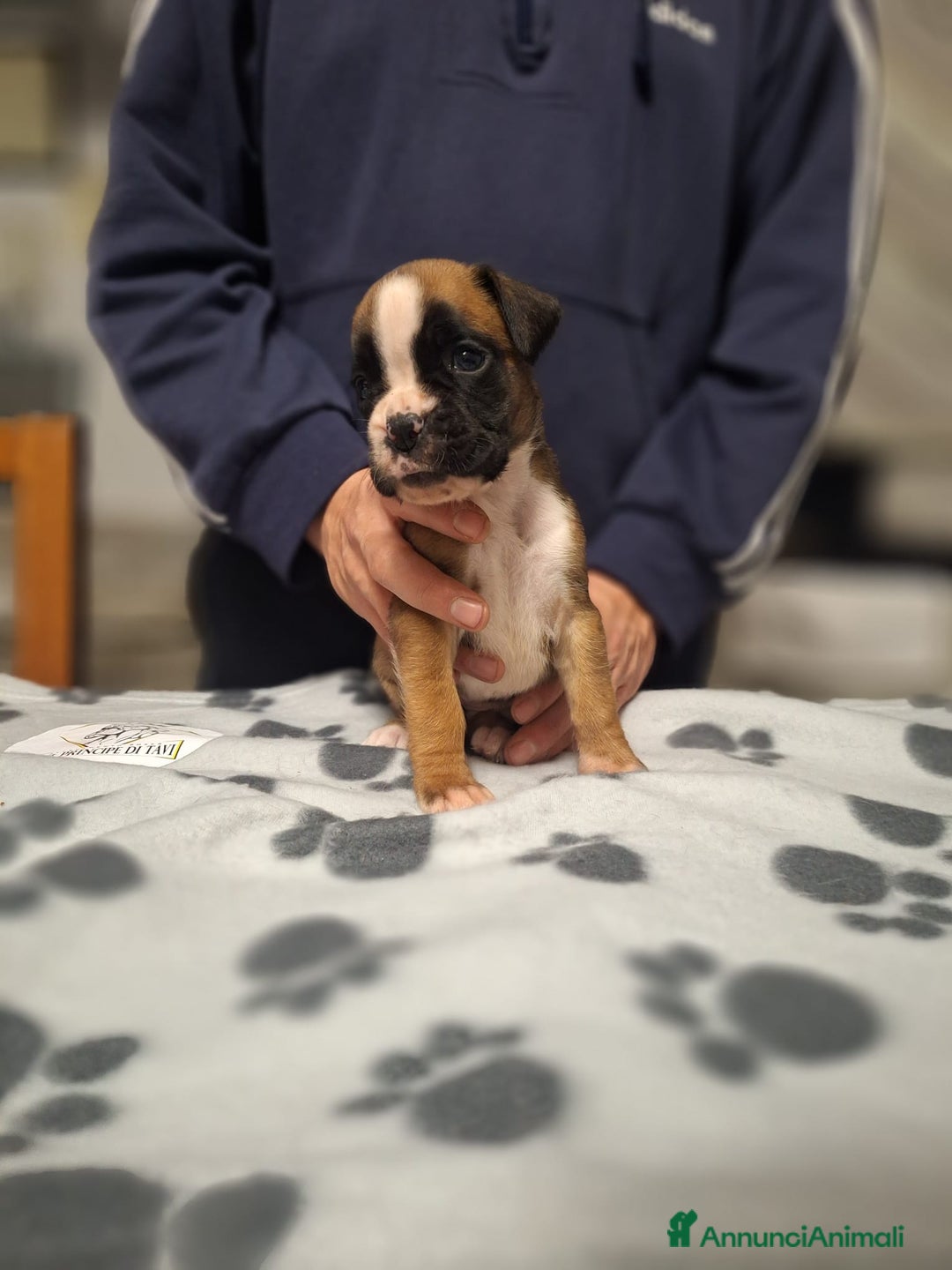 Boxer cani in vendita: Boxer cuccioli con pedigree - Annuncio 7