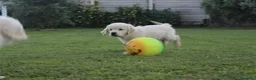 Golden Retriever cani in vendita: Ultimi 2 cuccioli di Golden Retriever con Pedigree - Annuncio 6
