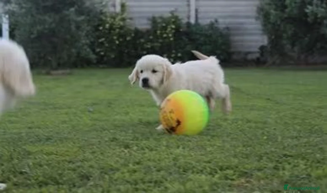 Golden Retriever cani in vendita: Ultimi 2 cuccioli di Golden Retriever con Pedigree - Annuncio 6