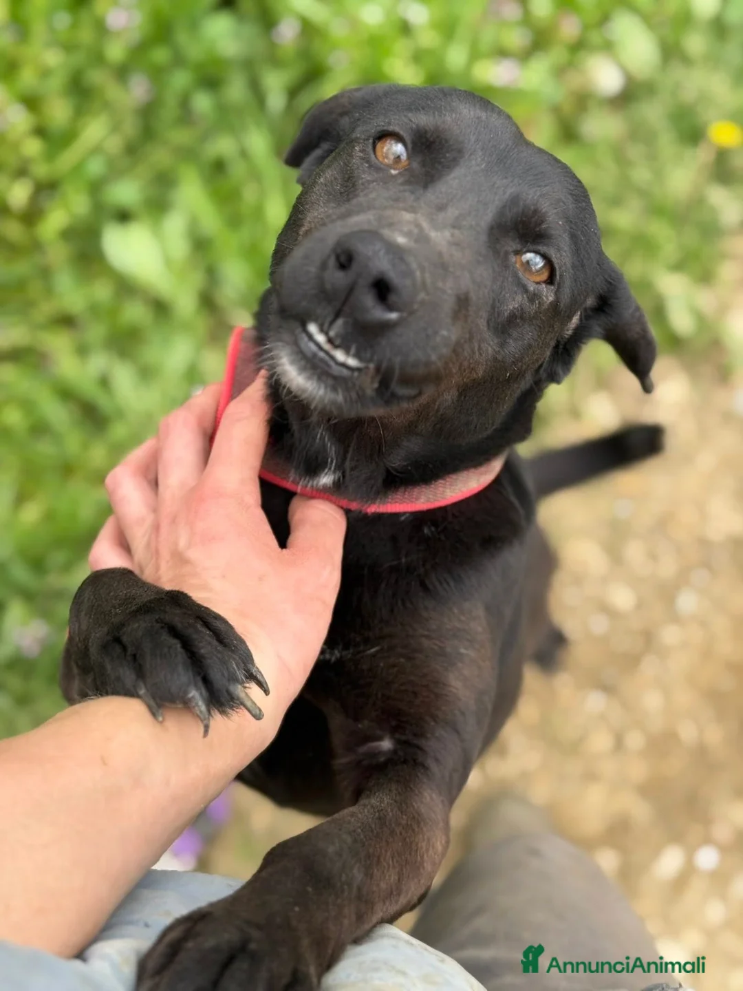 Meticcio cani in regalo: ZARA, in canile è tristissima! Aiutiamola! - Annuncio 3