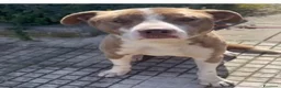 Meticcio cani in regalo: Simil Amstaff splendido 1anno salvato mesi faSICIL - Annuncio 1