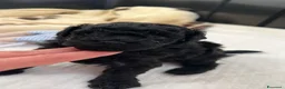 Barboncino Toy cani in vendita: Barboncino nero  - Annuncio 2