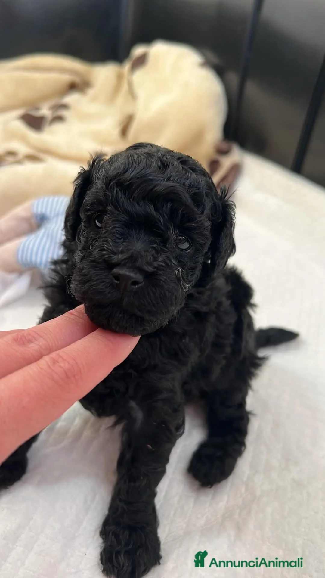 Barboncino Toy cani in vendita: Barboncino nero  - Annuncio 2