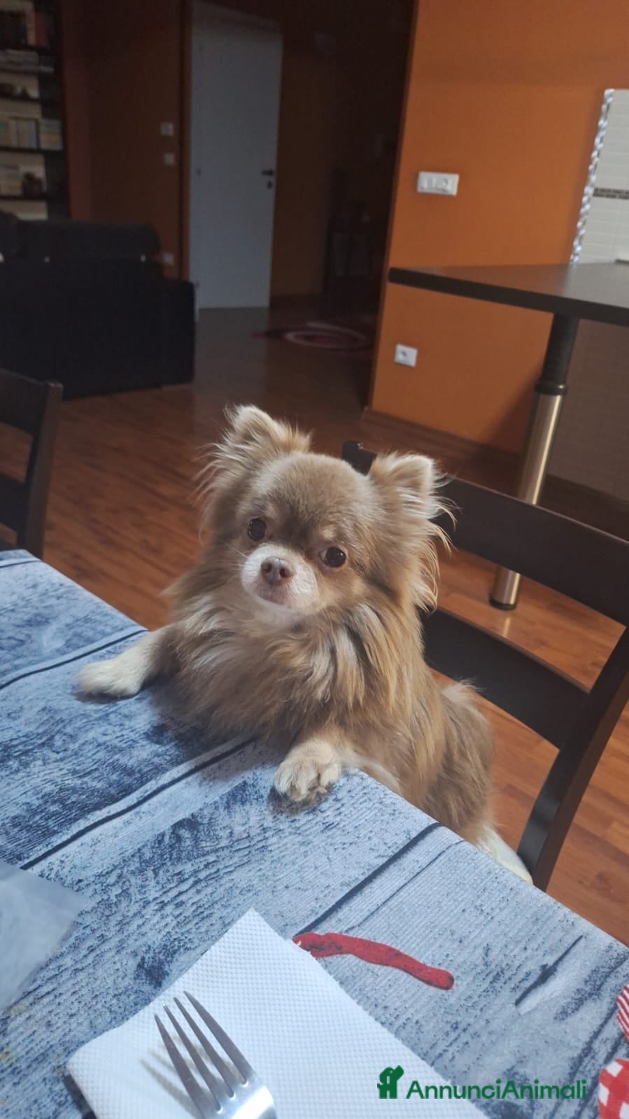 Chihuahua cani CHIUAHUA LILAC PELO LUNGO  a Provincia di Chieti - Annuncio 11