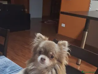 Chihuahua cani CHIUAHUA LILAC PELO LUNGO a Provincia di Chieti - Annuncio 11