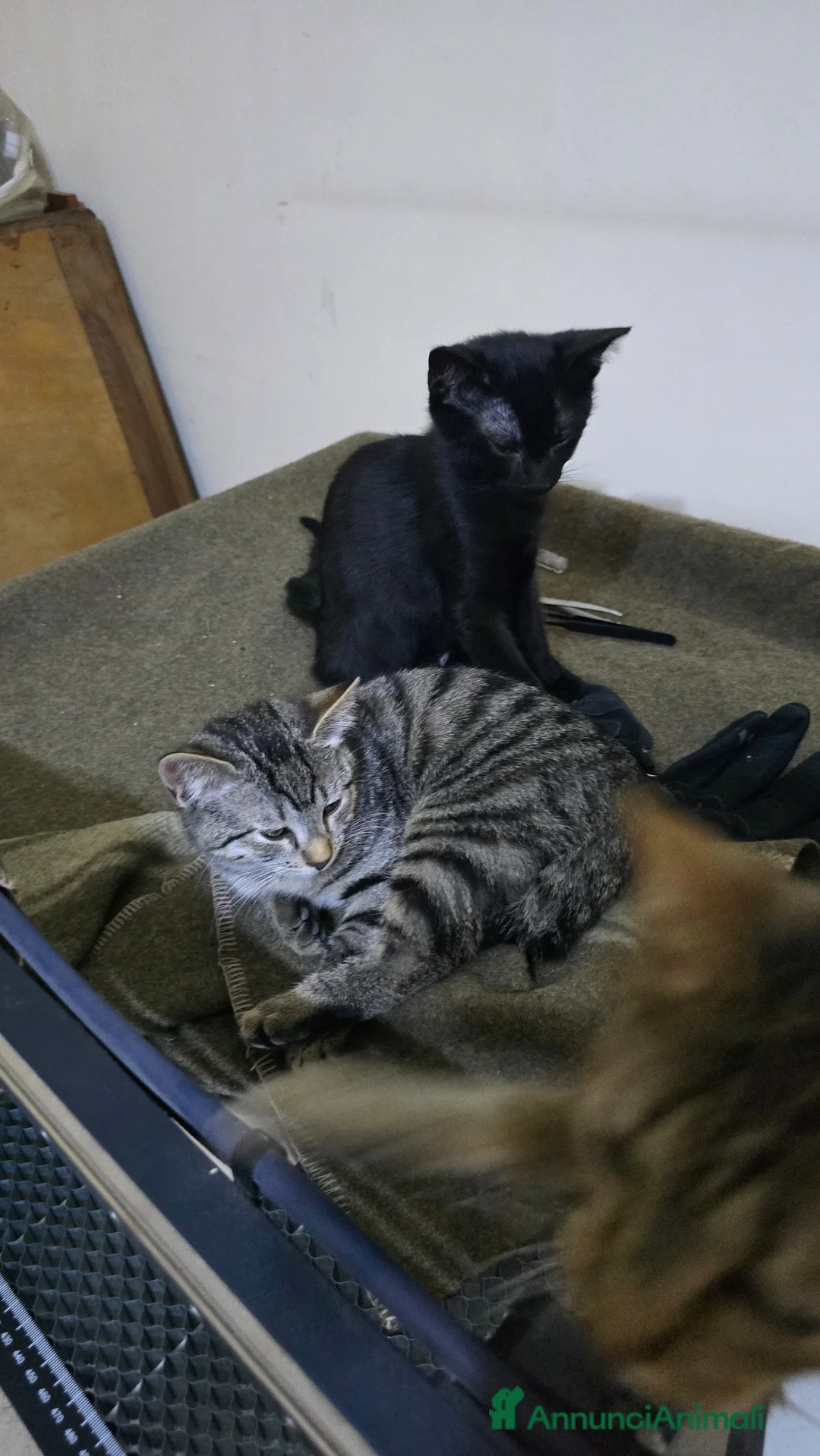 Meticcio gatti in regalo: 3 maschietti piu la mamma cercano casa - Annuncio 2