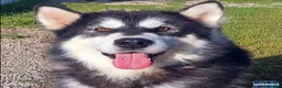 Alaskan Malamute cani per accoppiamento: Alaskan Malamute disponibili per accoppiamento  a Città Metropolitana di Bologna - Annuncio 4