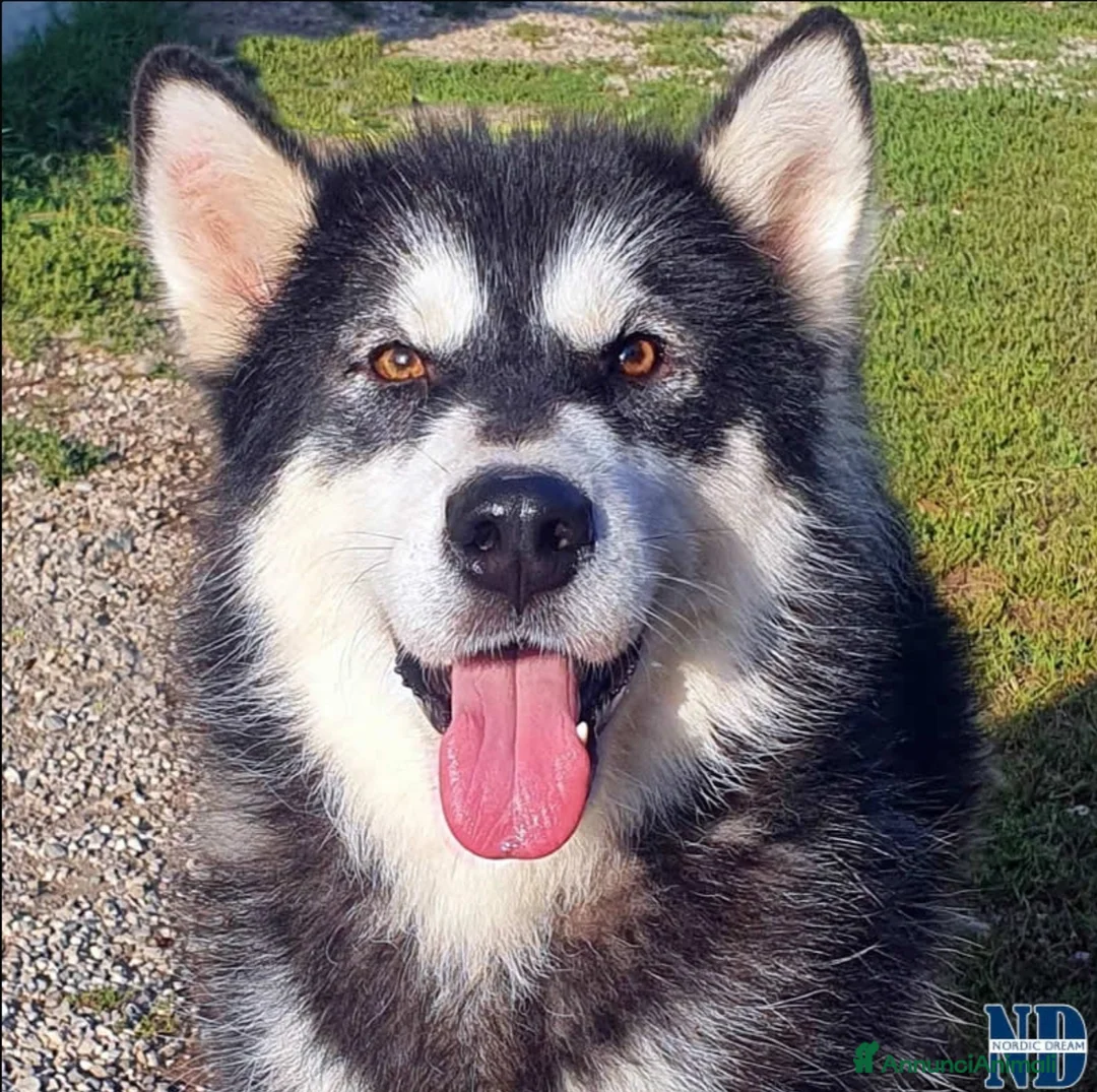 Alaskan Malamute cani per accoppiamento: Alaskan Malamute disponibili per accoppiamento  a Città Metropolitana di Bologna - Annuncio 4