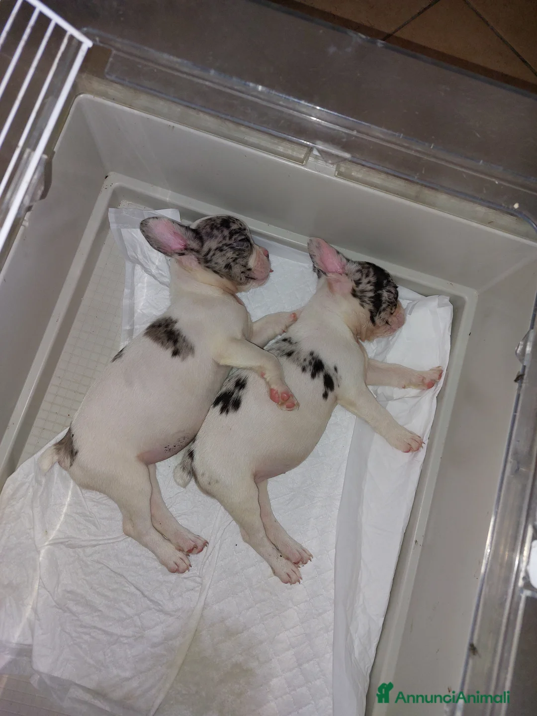 Immagine della galleria {{count}}