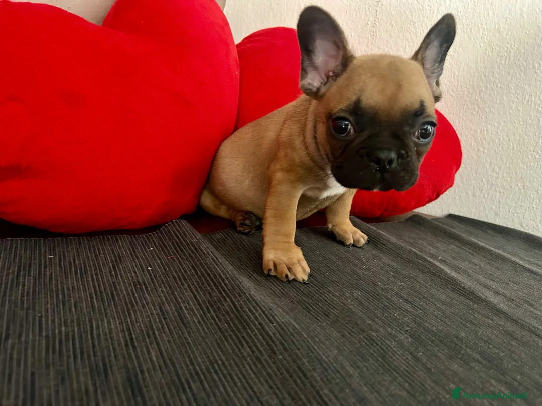 Bulldog Francese cani in vendita: Cucciolo di bulldog francese Mini Toy  - Annuncio 2