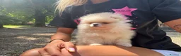 Volpino Pomerania cani in vendita: Volpino di Pomerania  - Annuncio 7