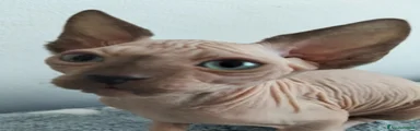 Sphynx Gattino 4