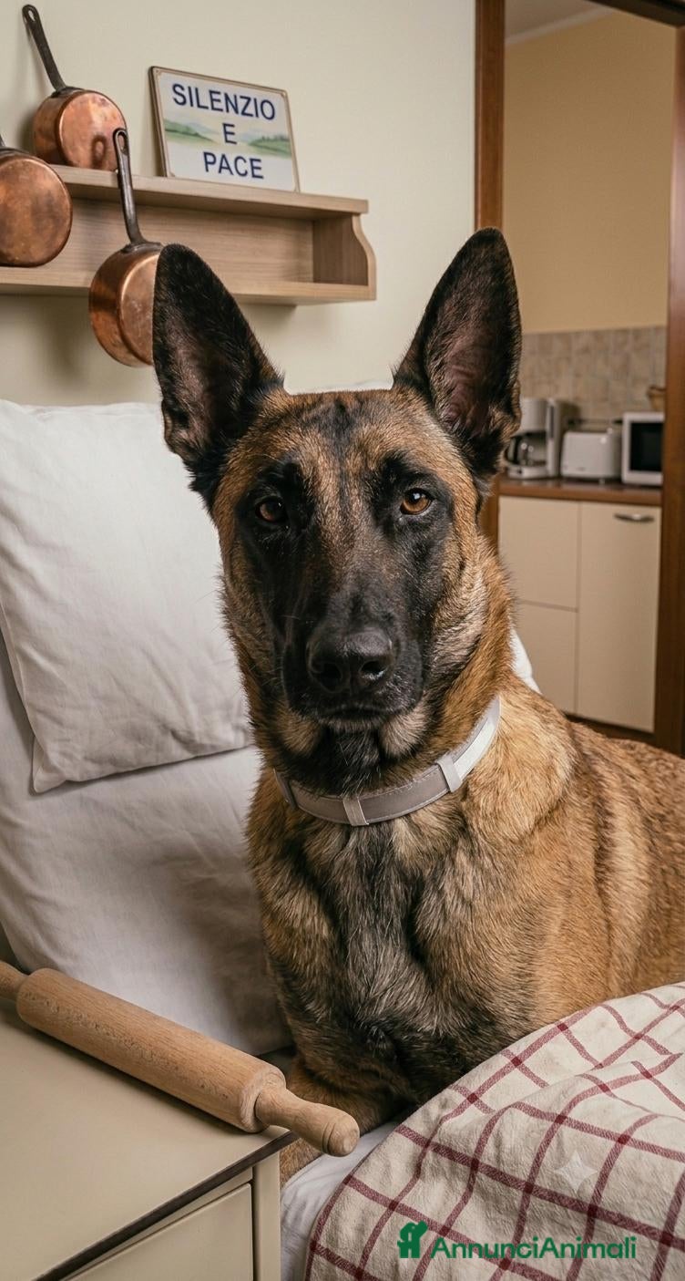 Pastore Belga cani Pastore Belga Malinois nato 11/03/2024   - Annuncio 1