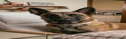Pastore Belga cani in vendita: Pastore Belga Malinois nato 11/03/2024   a Provincia di Padova - Annuncio 1