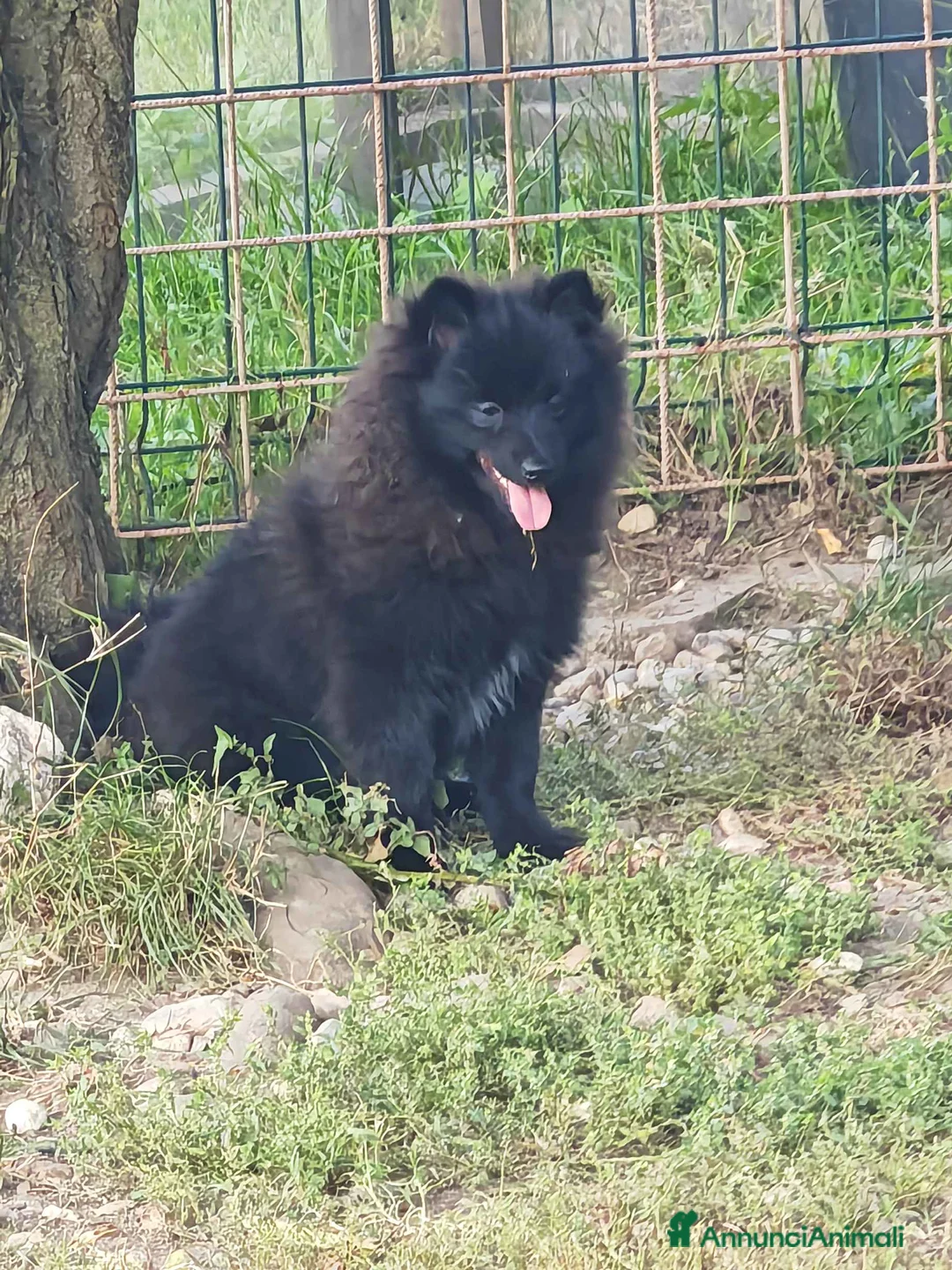 Spitz cani in vendita: Cucciolo spitz tedesco piccolo ( kleinspitz ) - Annuncio 6
