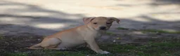 Pitbull cani in vendita: Cuccioli Pit Bull con Pedigree anche a rate - Annuncio 7
