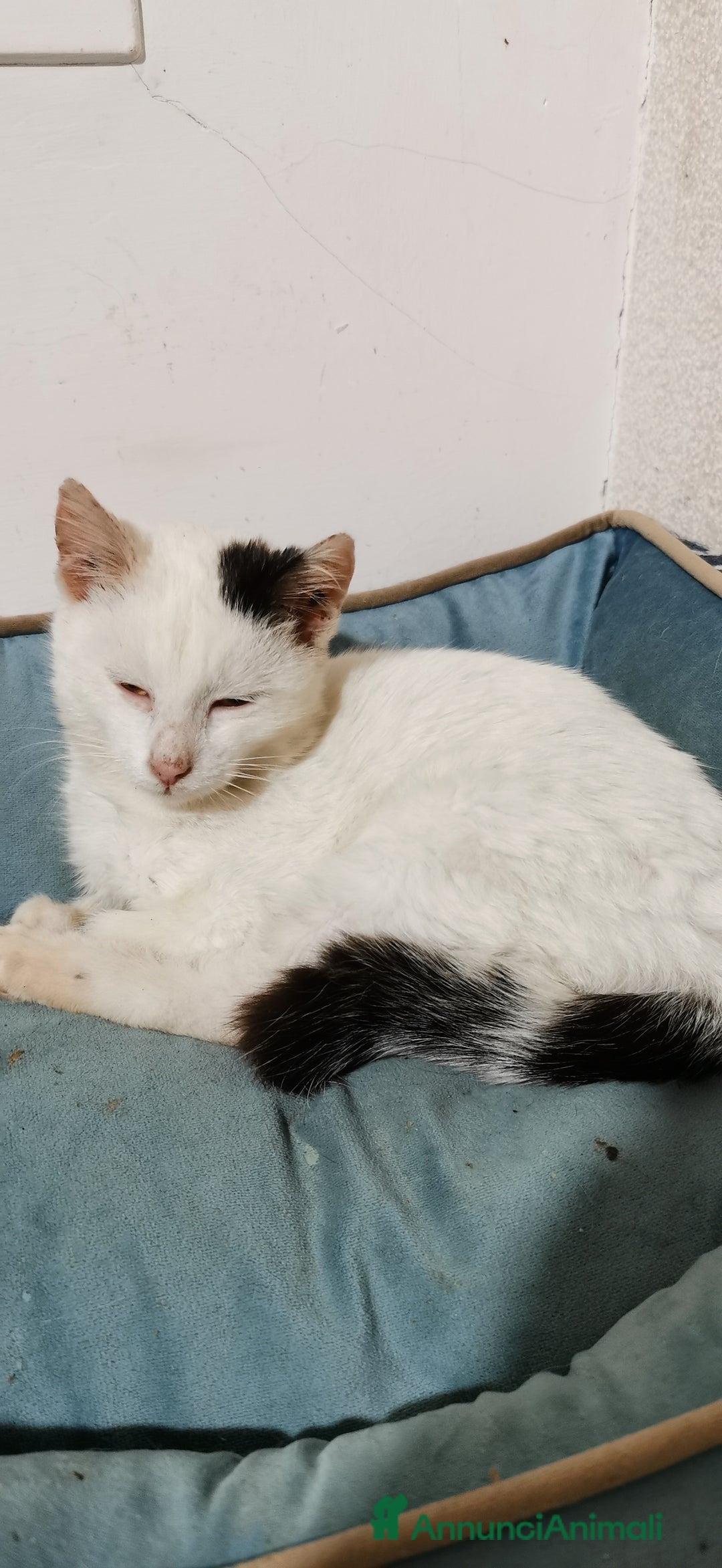 Europeo gatti in regalo: Gattina Bianca - Annuncio 5