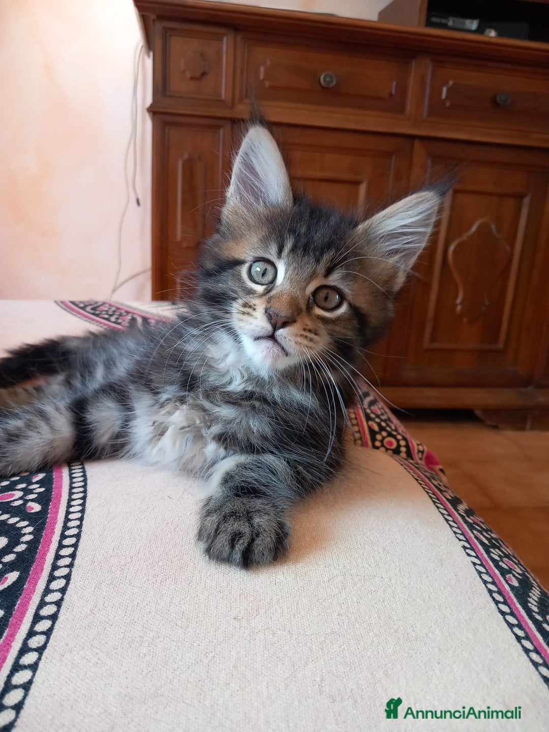 Maine Coon gatti in vendita: Maine coon  - Annuncio 2