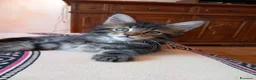 Maine Coon gatti in vendita: Maine coon  - Annuncio 2