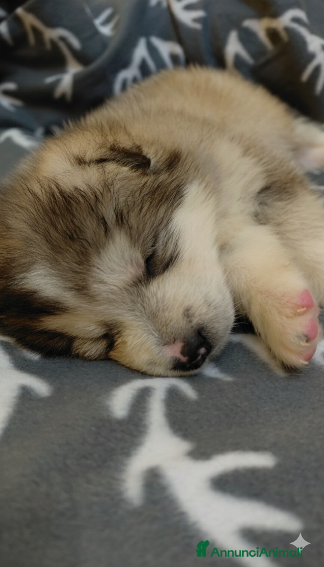 Alaskan Malamute cani in vendita: Cucciola di Alaskan Malamute - Annuncio 1