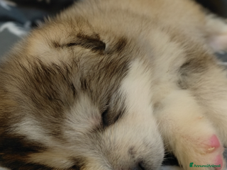 Alaskan Malamute cani Cucciola di Alaskan Malamute - Annuncio 33