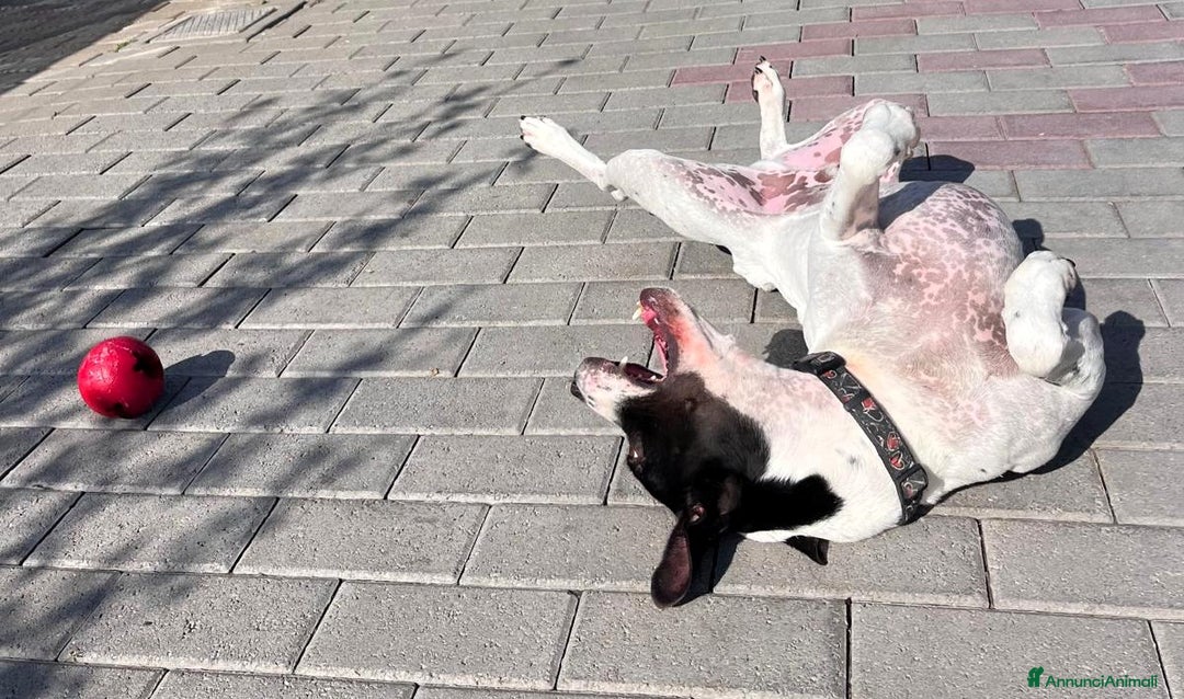 Meticcio cani in regalo: BLACK GENTILCANE - Annuncio 6