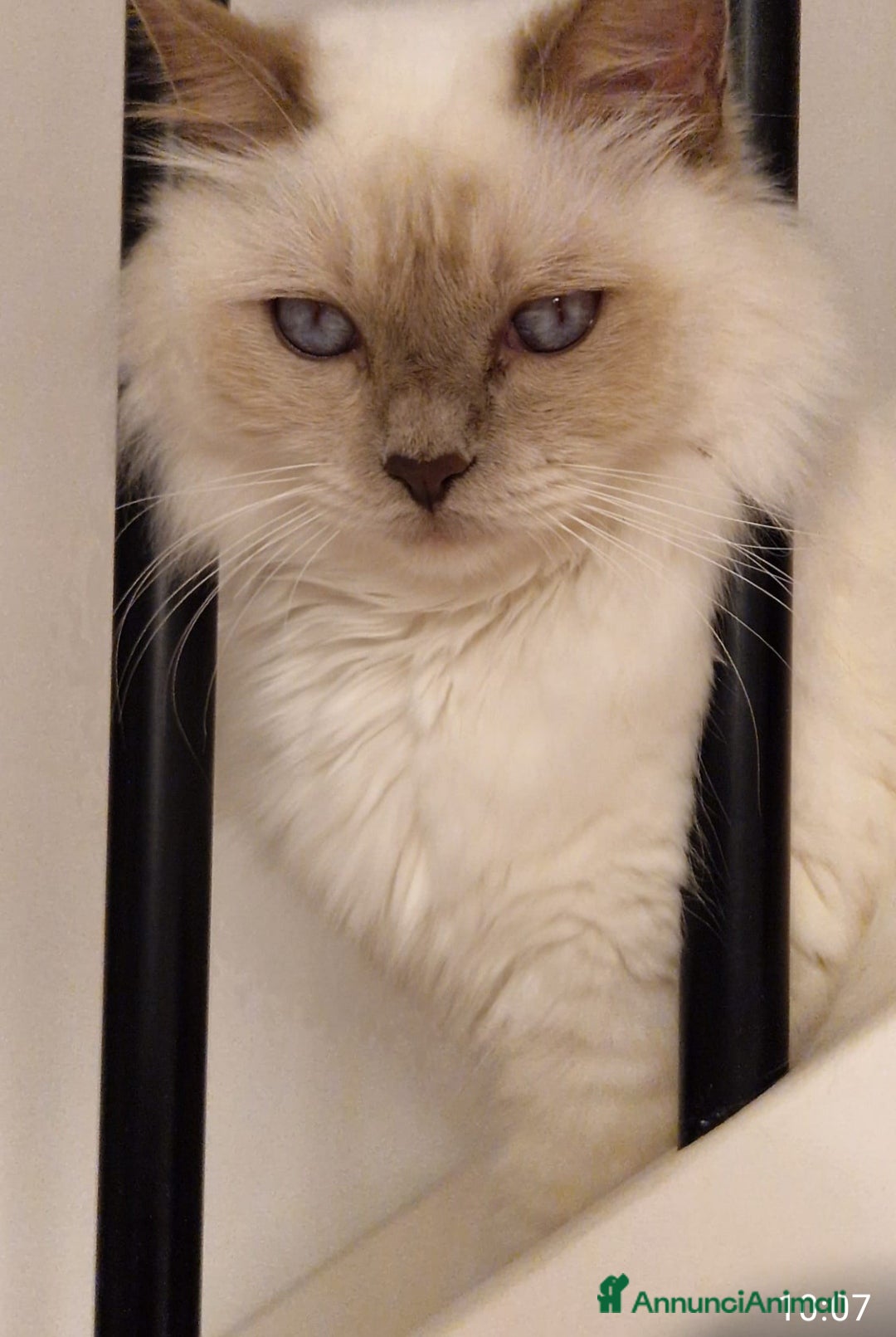 Sacro di Birmania gatti Sacro di Birmania cerca nuova famiglia  - Annuncio 7