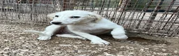 Meticcio cani in regalo: FRATELLO E SORELLA a Città metropolitana di Milano - Annuncio 3