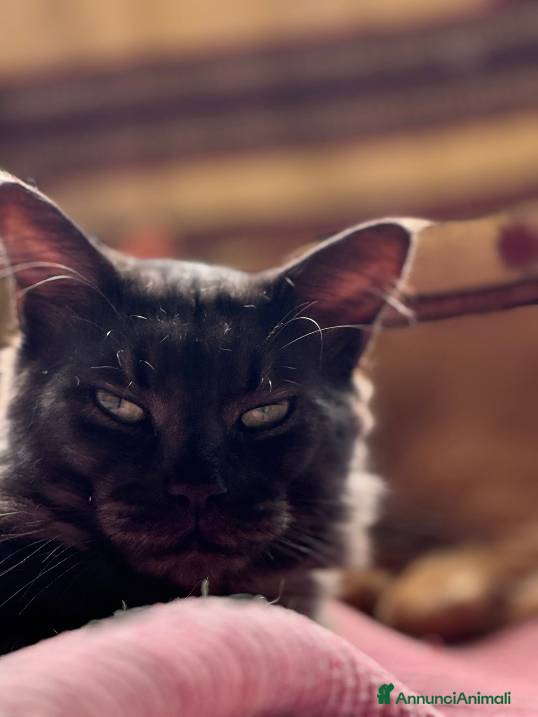 Maine Coon gatti per accoppiamento: Stallone Black smoke Maine Coon Per accopiamento a Provincia di Brescia - Annuncio 19