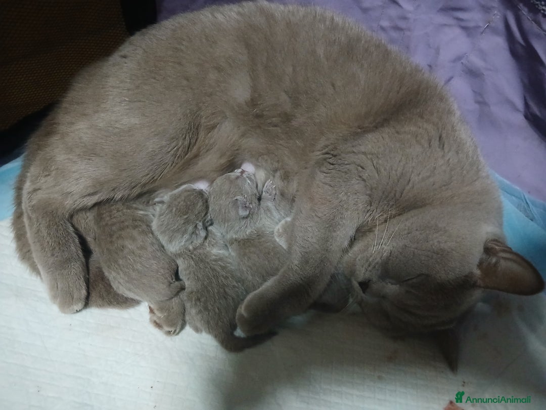 British gatti in vendita: British shortair - Annuncio 3