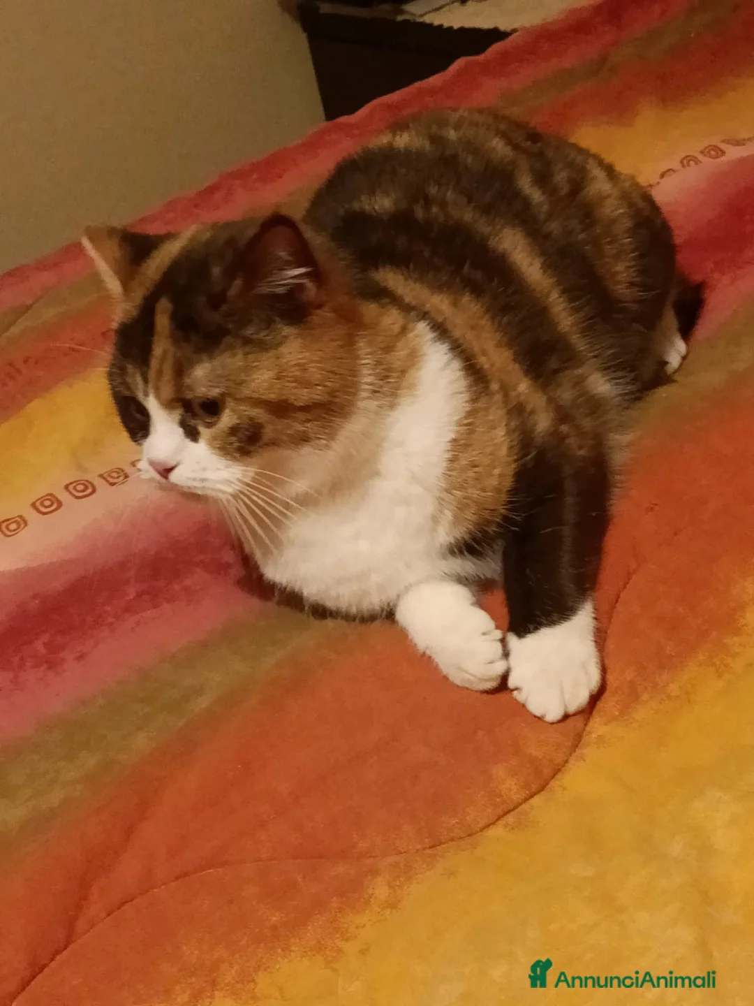 British gatti in vendita: British Shorthair - Annuncio 2