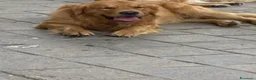 Golden Retriever cani per accoppiamento: Maschio inglese per monta - Annuncio 11