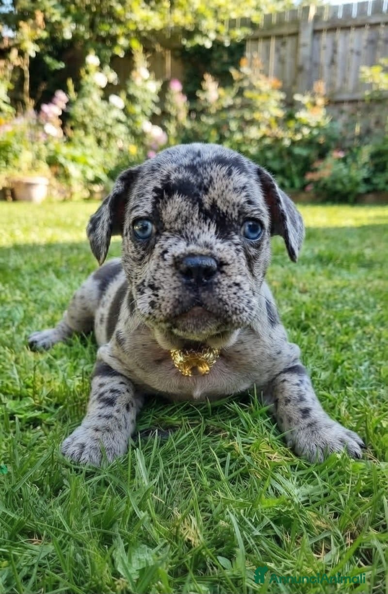 Bulldog Francese cani Cucciola bulldog francese  - Annuncio 2