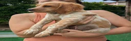 Breton cani in vendita: Breton Epagneul - Annuncio 2