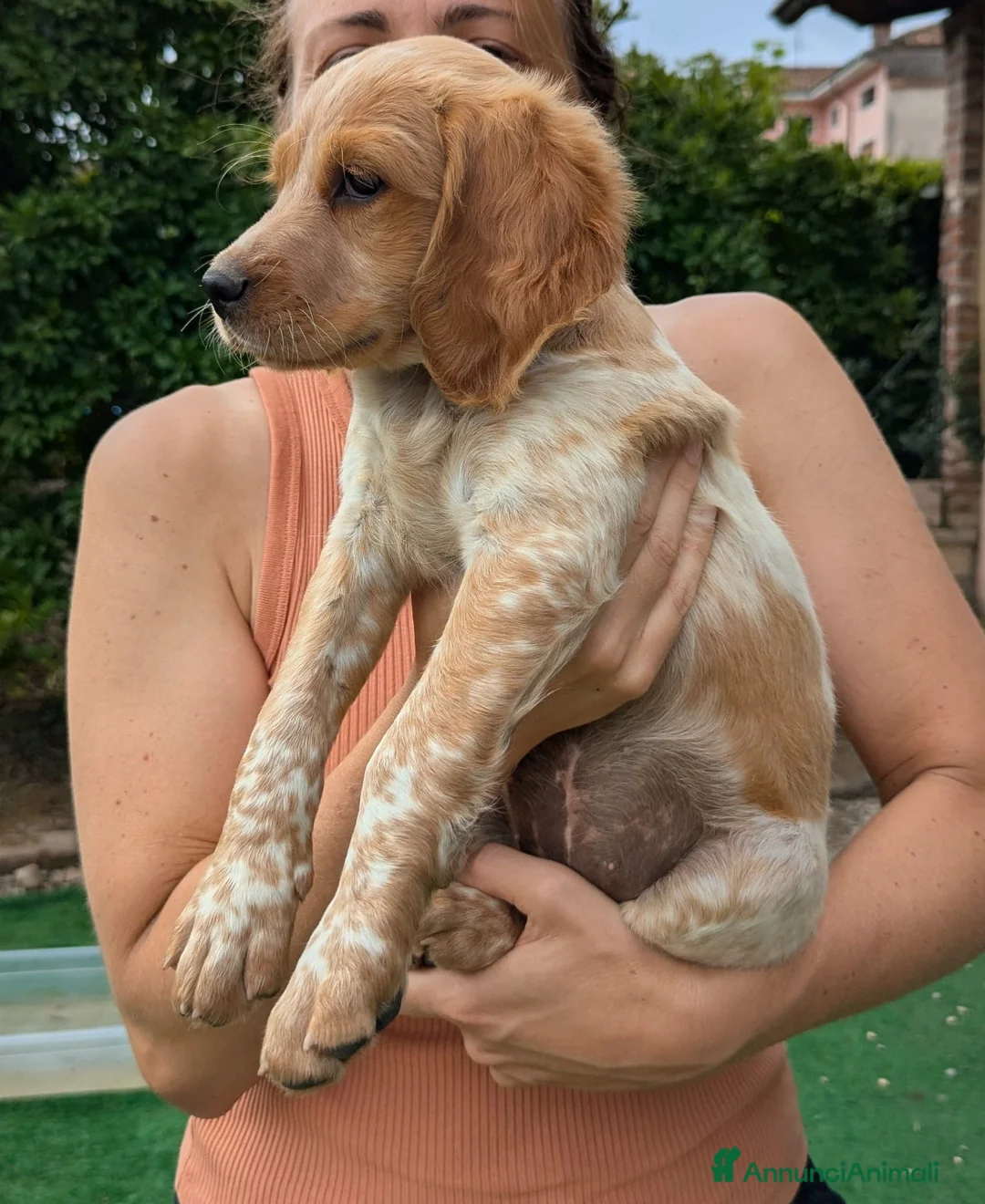 Breton cani in vendita: Breton Epagneul - Annuncio 2