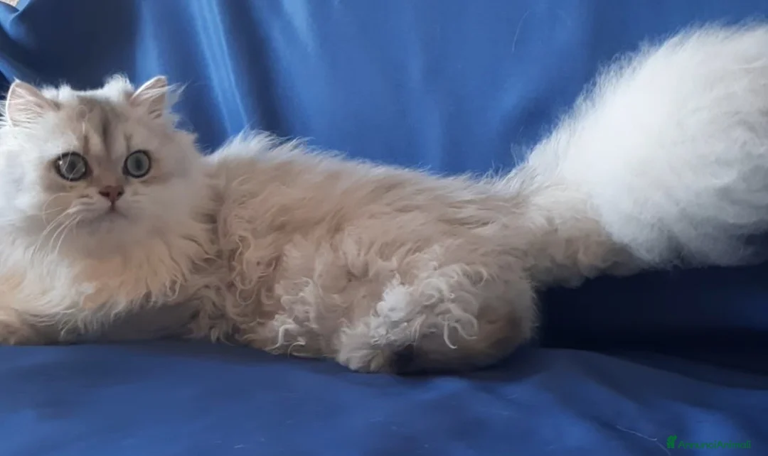 British gatti in vendita: Gattino British longhair  a Città metropolitana di Milano - Annuncio 4