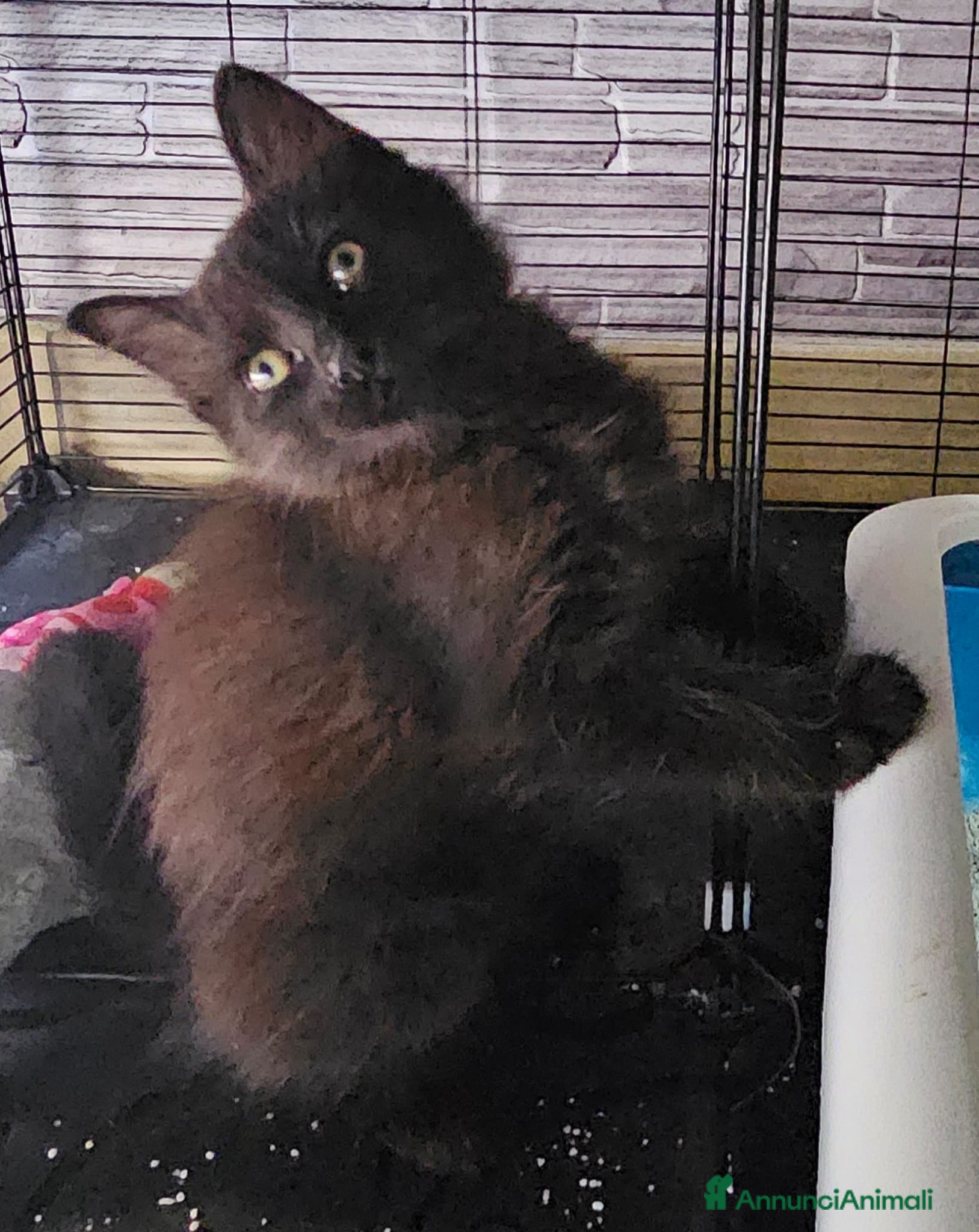 Altre razze gatti MARTE CERCA CASA 🏡 - Annuncio 1