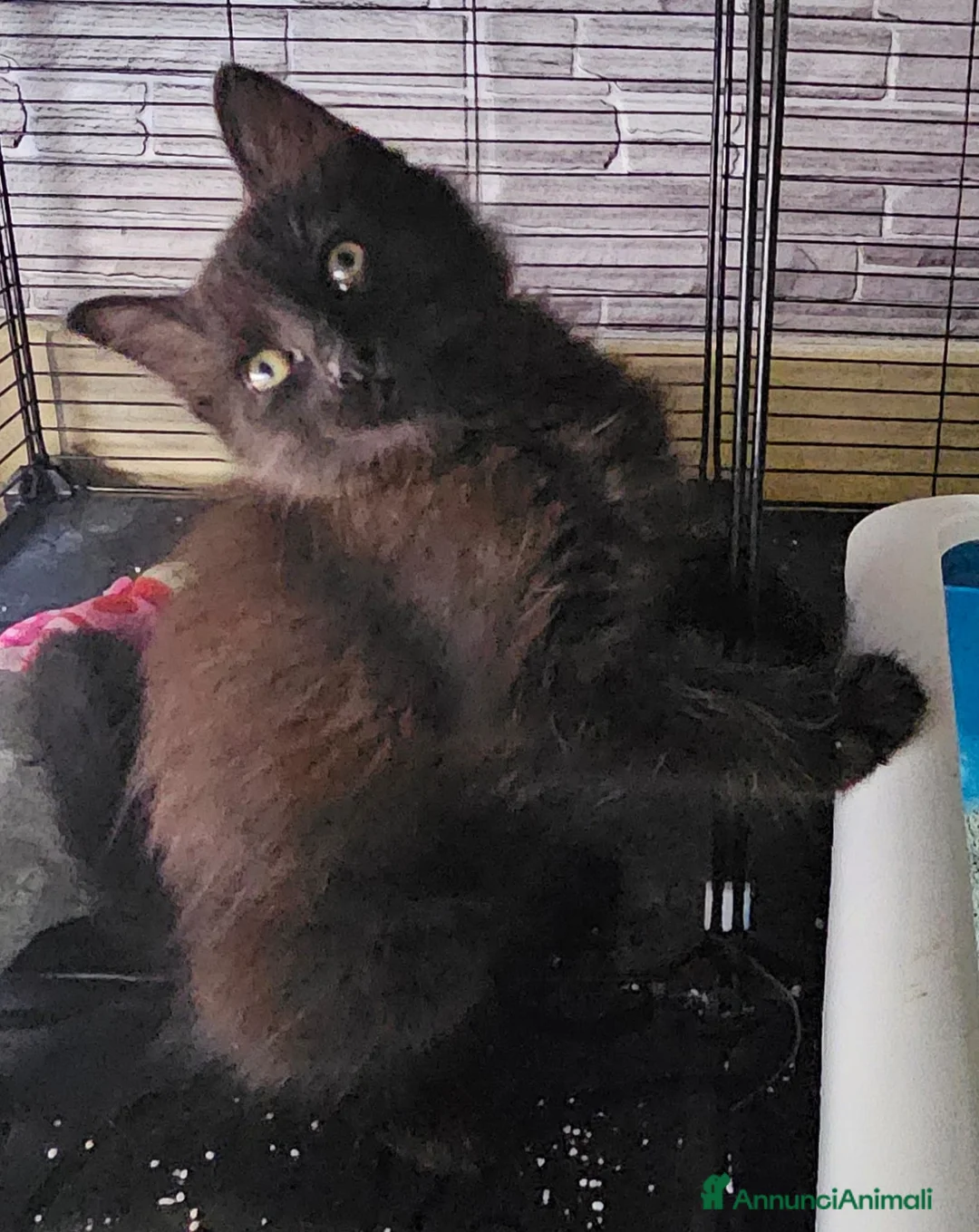 Altre razze gatti in regalo: MARTE CERCA CASA 🏡 - Annuncio 1