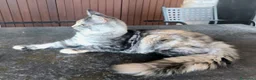 Maine Coon gatti in vendita: Meravigliosa cucciola di Maine Coon linea russa - Annuncio 2
