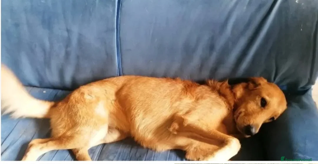 Meticcio cani in regalo: Zeus 4anni tg media color miele MODENA URGENTE - Annuncio 3